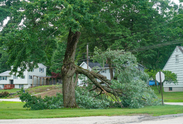 Best Root Management and Removal  in Gardende, AL